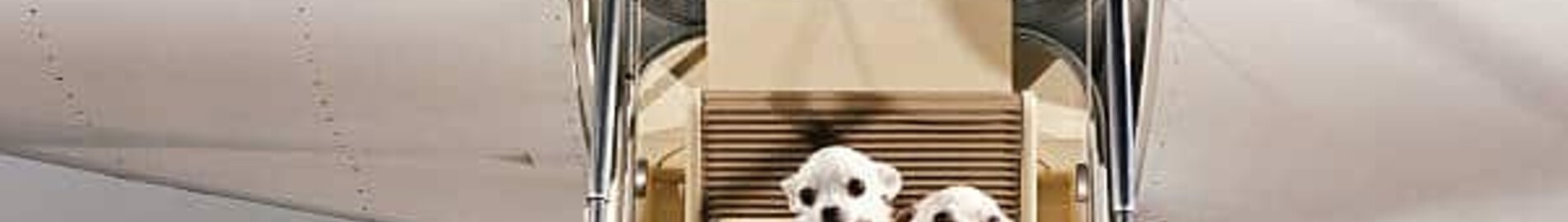 Como posso viajar em um jato particular com meu animal de estimação?