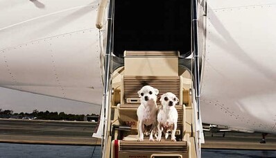 Como posso viajar em um jato particular com meu animal de estimação?