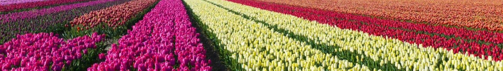 Hoogeveen: localização de jatos particulares