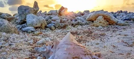 Union Island: aluguel de jatos particulares