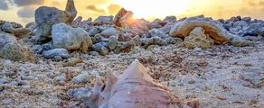 Mustique: aluguel de jatos particulares