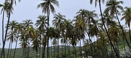 Mustique: aluguel de jatos particulares