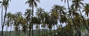 Union Island: aluguel de jatos particulares