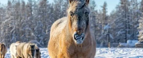 Yakutsk: aluguel de jatos particulares