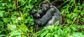 República Democrática do Congo: aluguel de jatos particulares na RDC