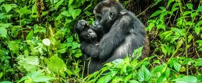 Muanda: aluguel de jatos particulares