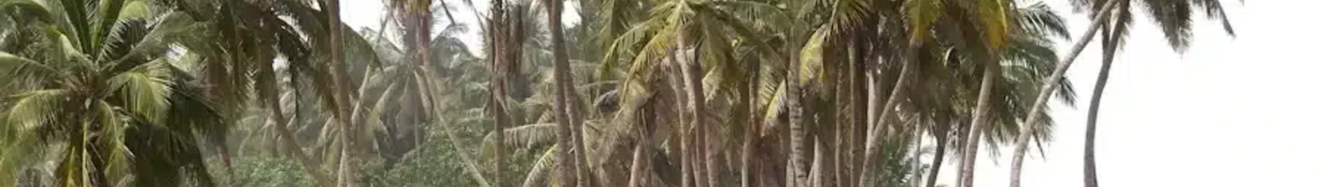 Wa : aluguel de jatos particulares