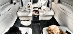 location de jet privé : Chiens profitant de leur vol luxe.