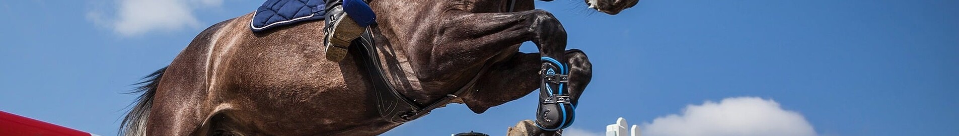 Transporte de cavalos em avião de carga: procedimentos, preços, empresas especializadas e vantagens