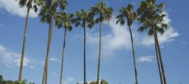 Los Angeles - Palm Beach: aluguel de jatos particulares