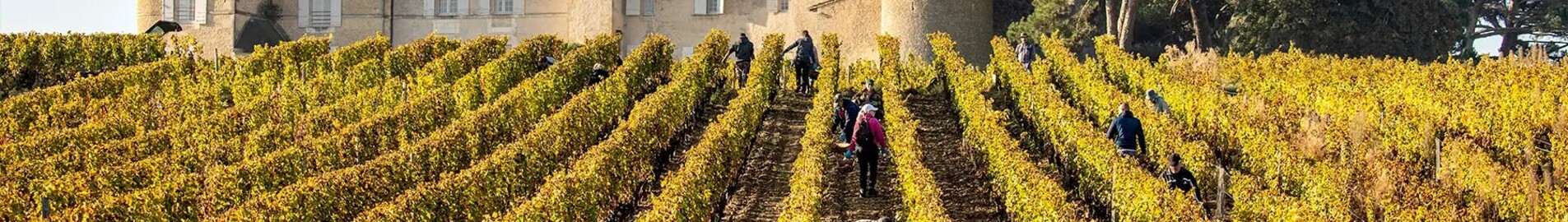 Vinhedos de Bordeaux: experiência de helicóptero